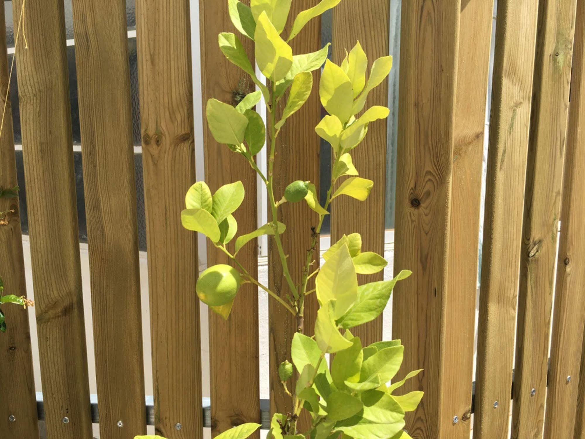 Lemon Tree Apartments FAO Exterior foto